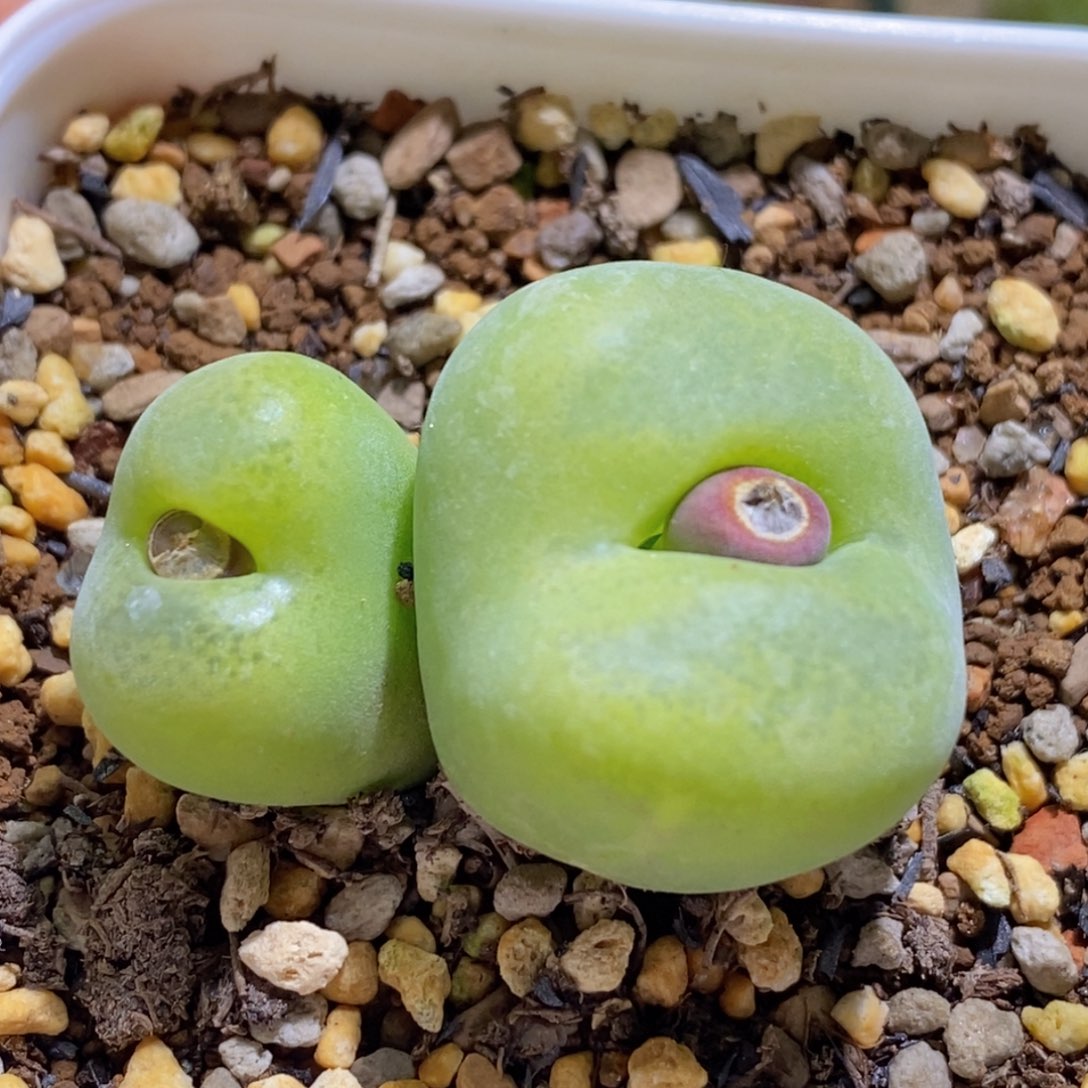 大翠光双头母本好看好看