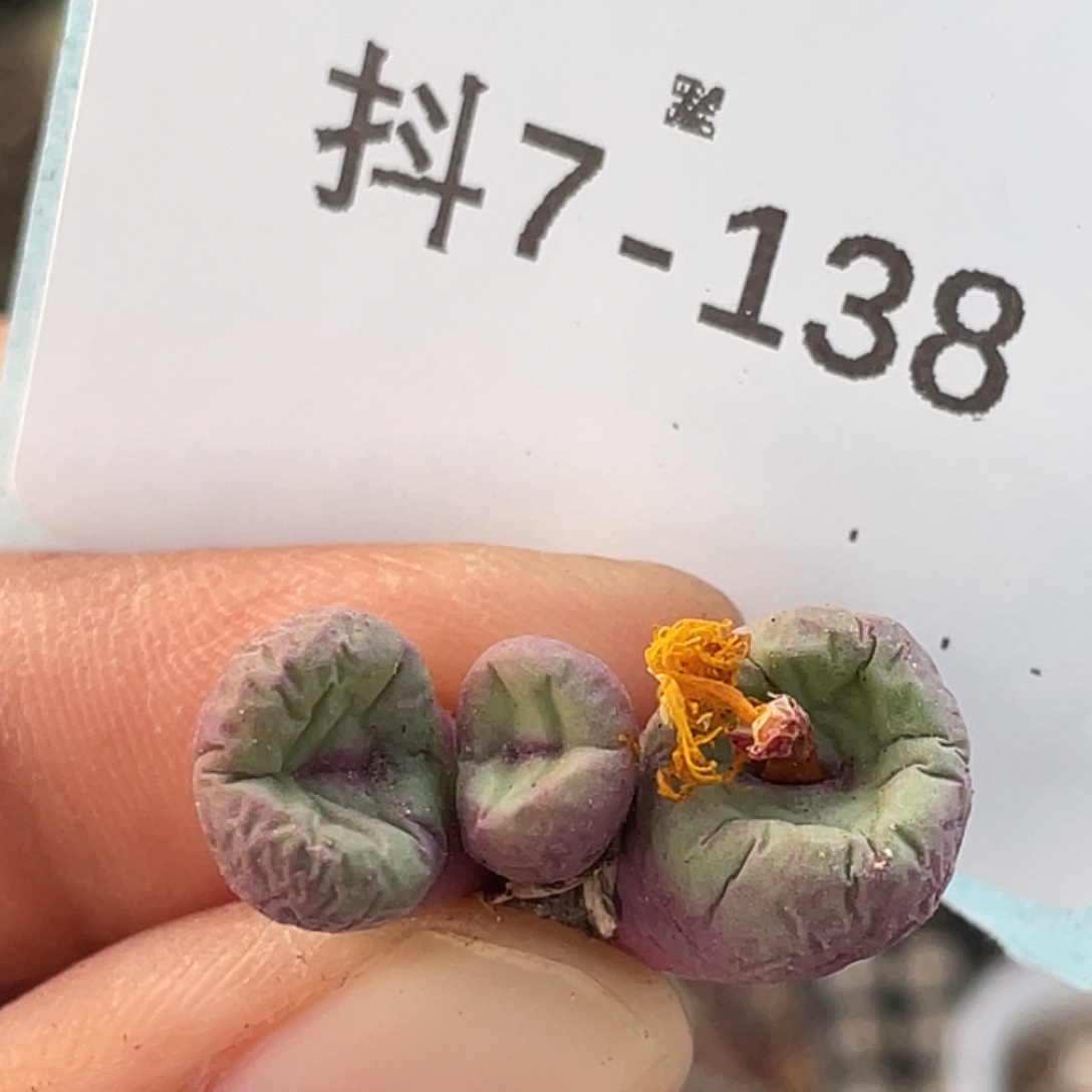 7-138嘴多肉植物肉锥