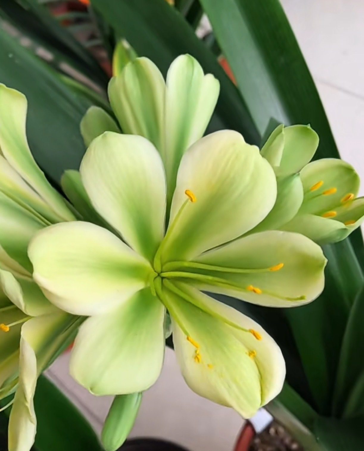 原盆原土发货绿花2-3片叶子苗一颗叶