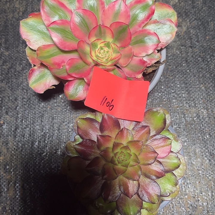 风***之光影和爱丽丝多肉植物保护1106