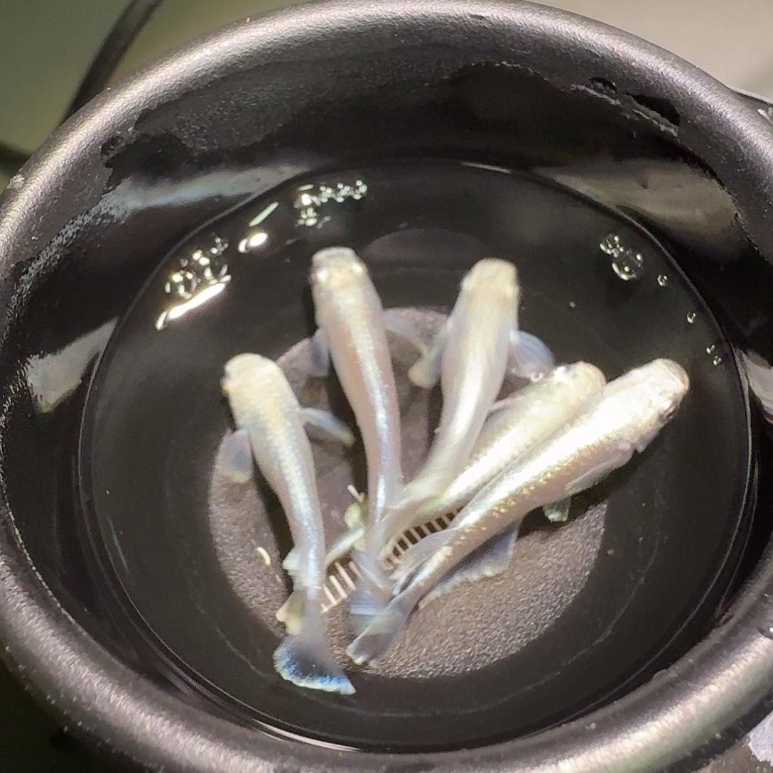 青鳉鱼一物一拍224