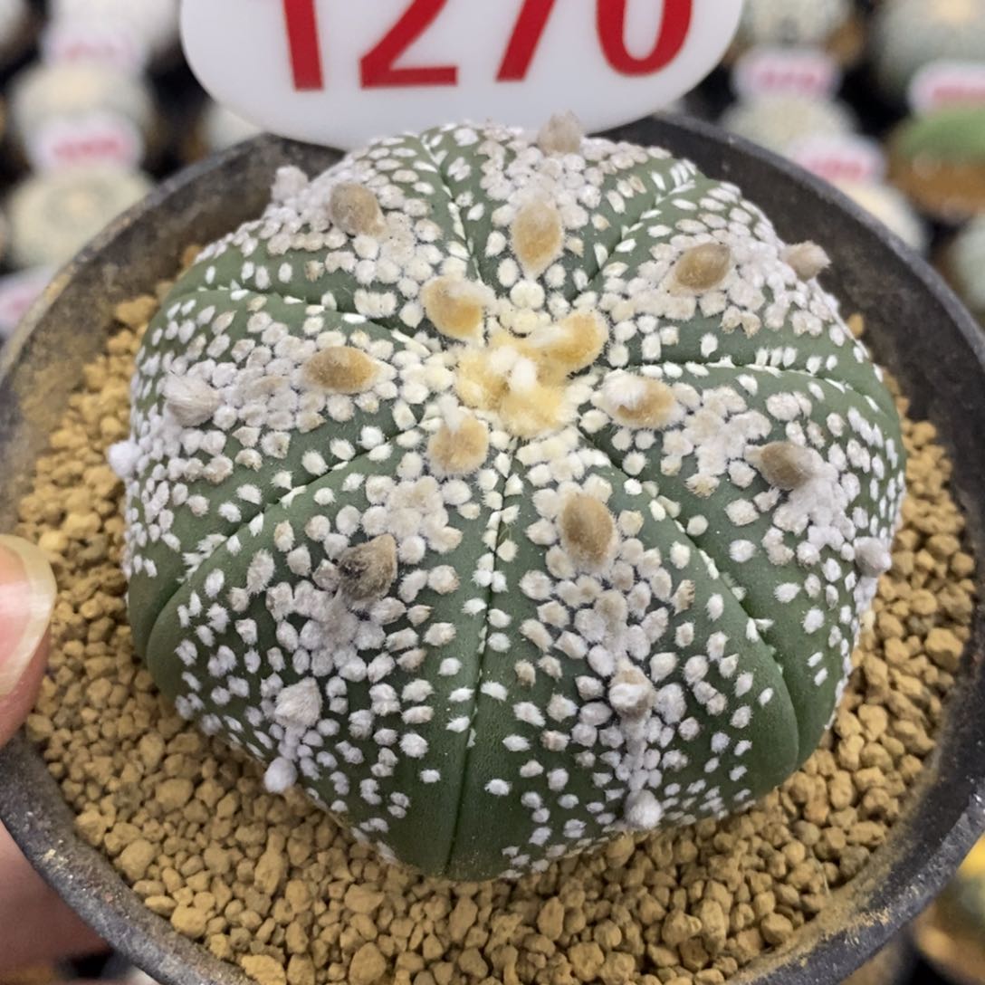 1270海星体长谷川皇冠奇迹兜