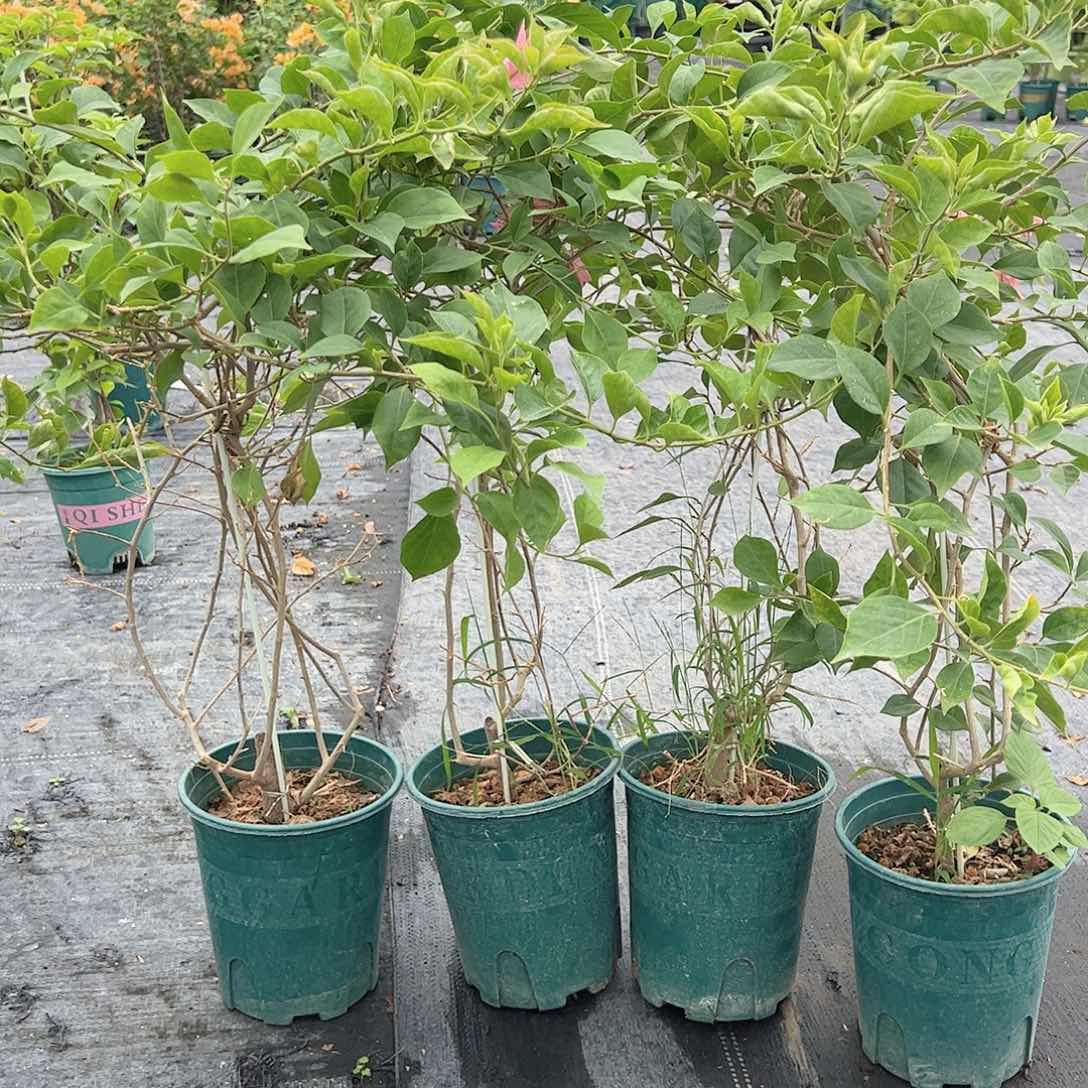 大部分开放少量花苞酒红一棵