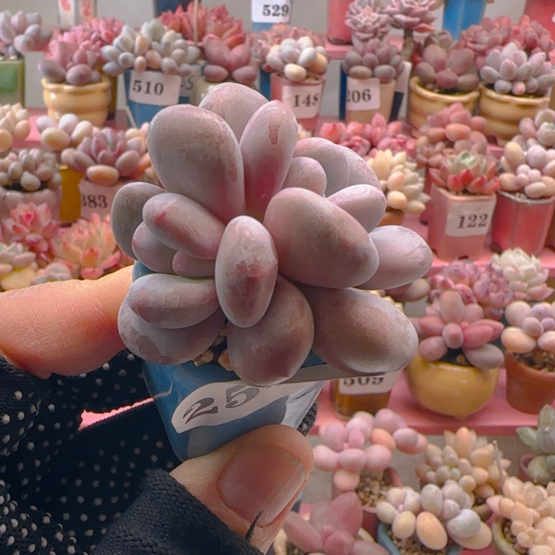 雪奶酪254 ，带盆土发货，满38包邮非偏远。