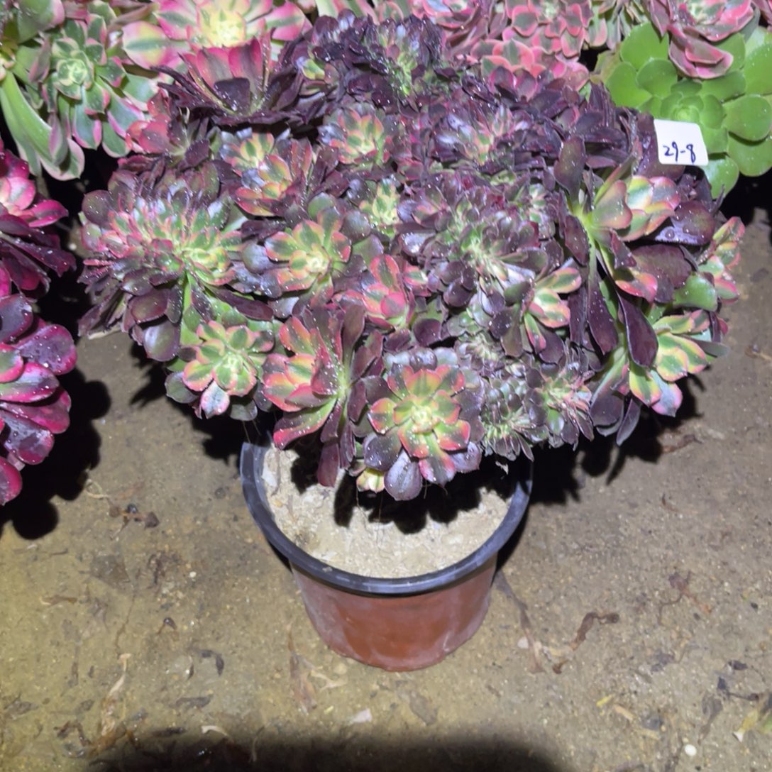 12-29-8香妃缀化法师锦