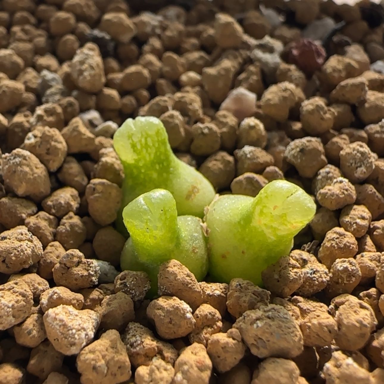 【闪购商品】0462葫芦兄弟     