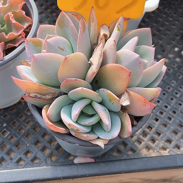 多肉植物布鲁兰563