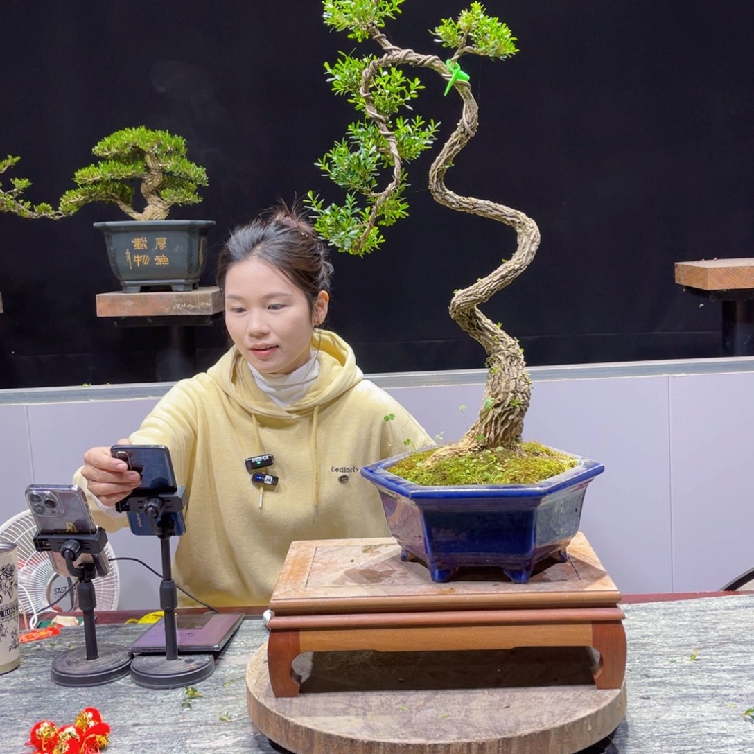 四季常青翠绿黄杨盆景