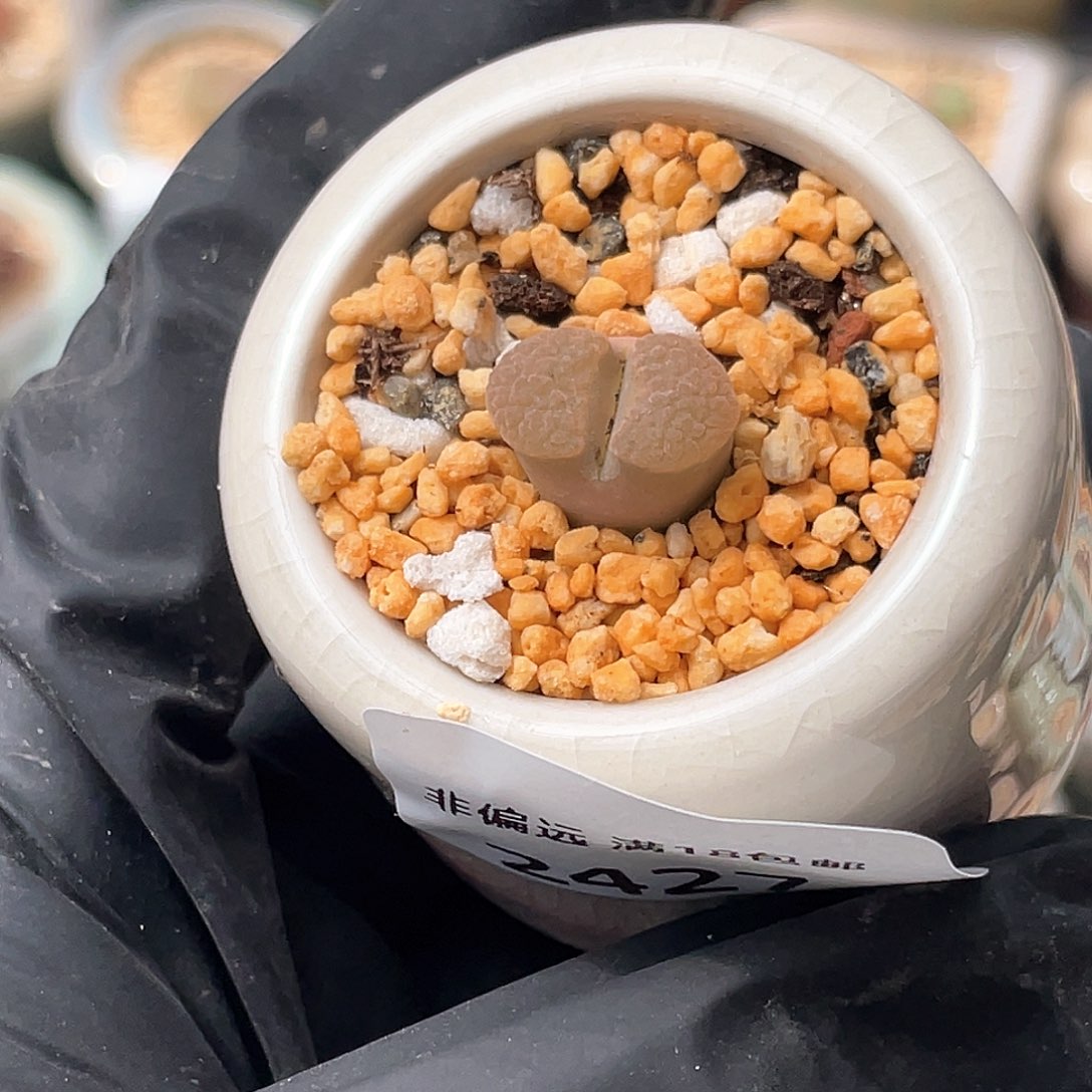 2427--一物一拍 带盆 磁铁