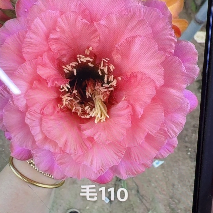 401毛花柱110粉橙歪5公分左右无根侧牙，20包邮