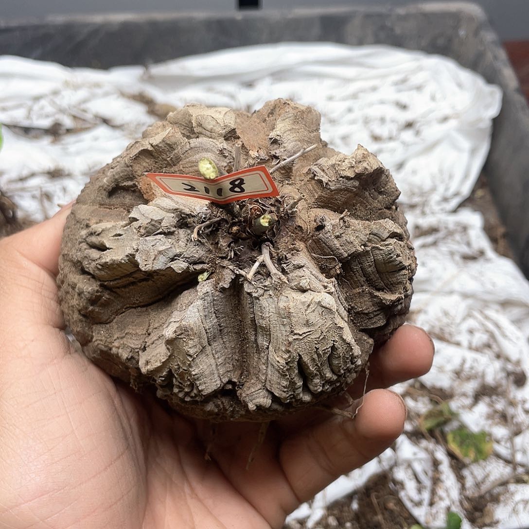 龟甲龙一物一拍2118号10cm