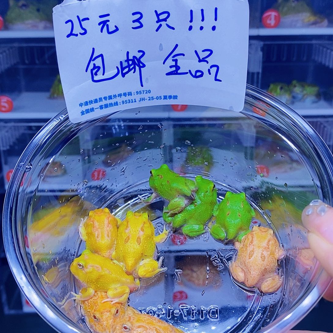 角蛙25元三只。    