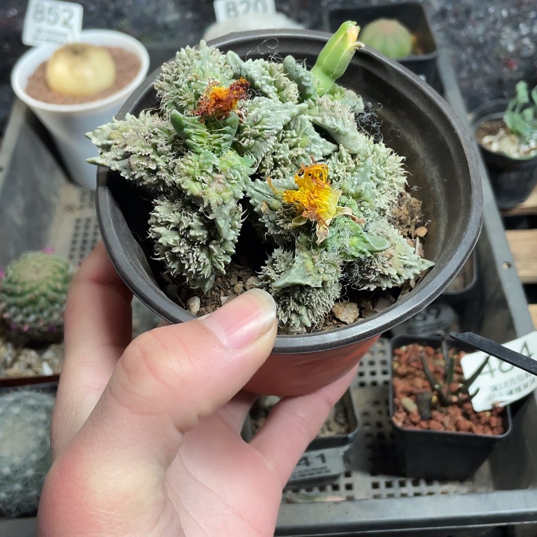 000怒涛（满18包邮）