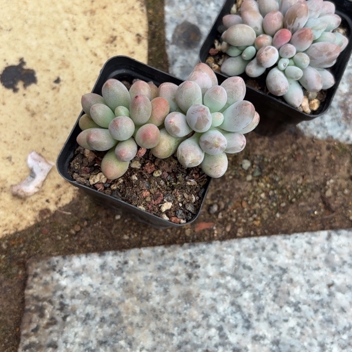 多肉植物仙子奶酪双色
