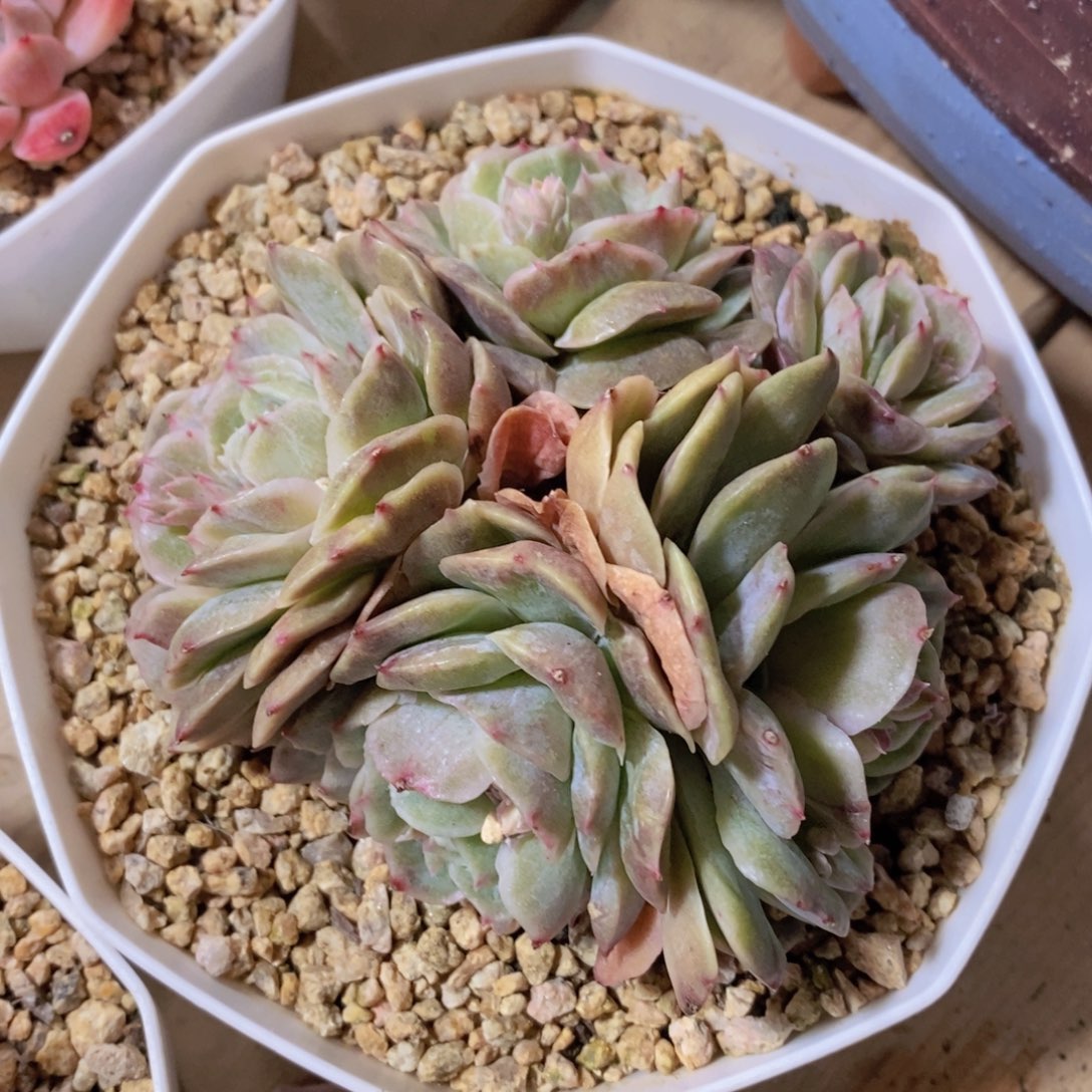 一物一拍多肉植物满38米包邮，可问主播品种