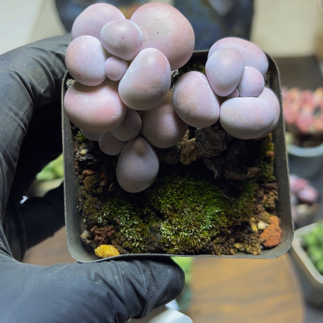 087芭比奶酪6厘米多肉