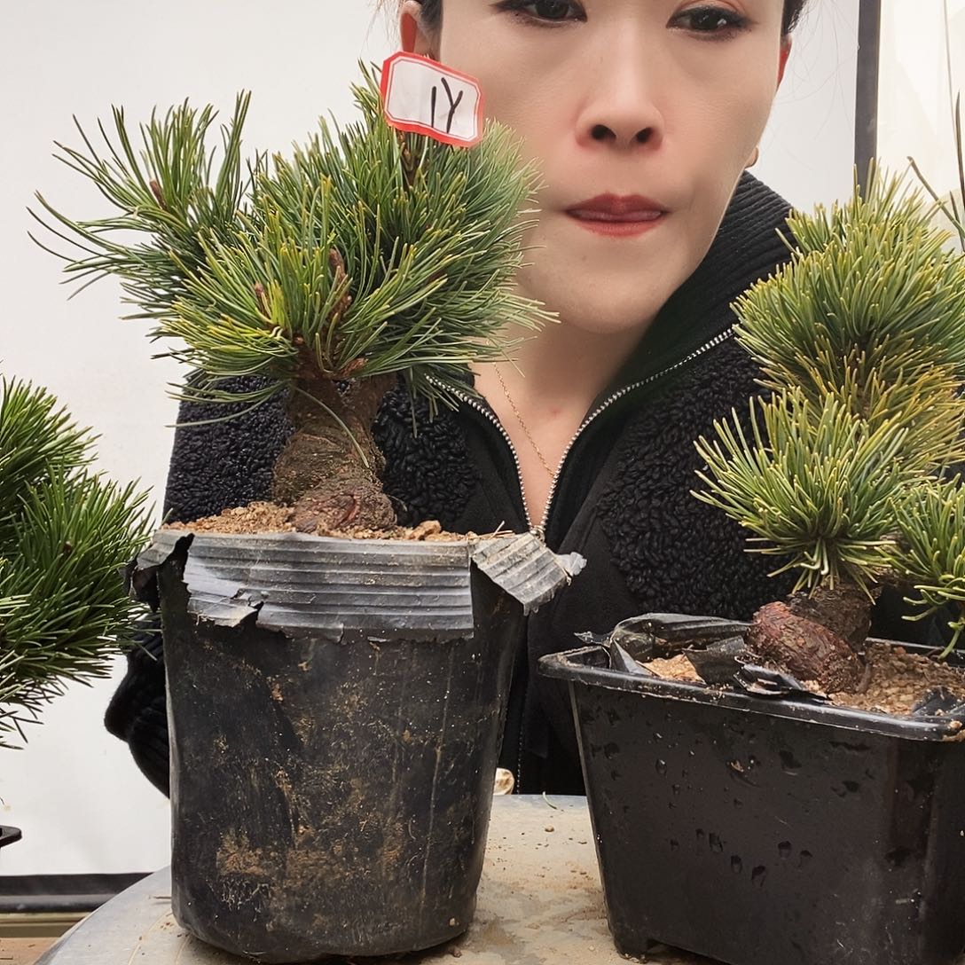 无花朵植物形态多年生草本