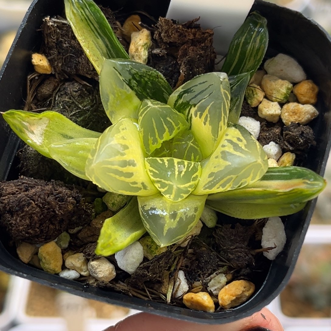 14糊斑趋势花水晶玉露锦福利专场