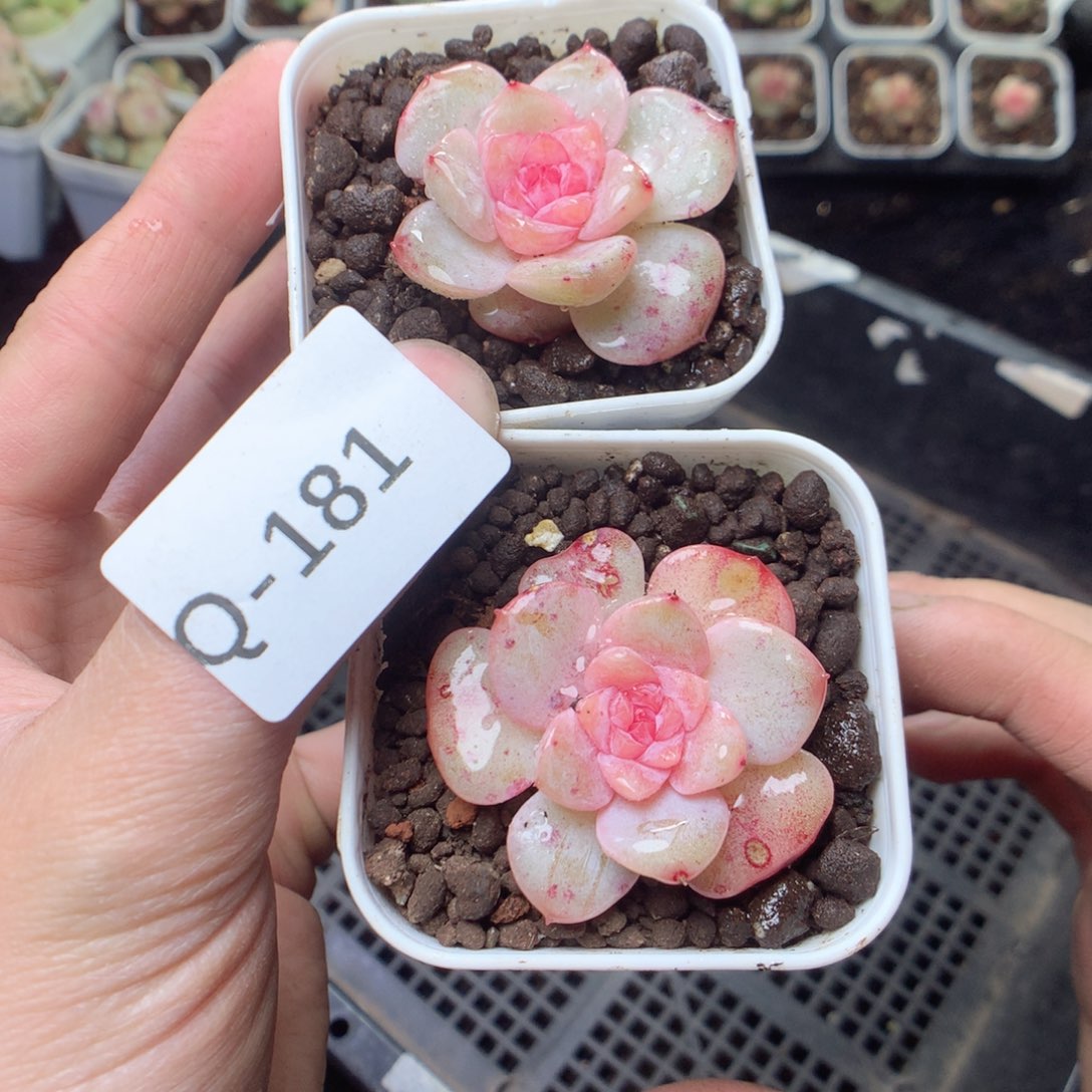 无花朵Q181。yyyyyyyy