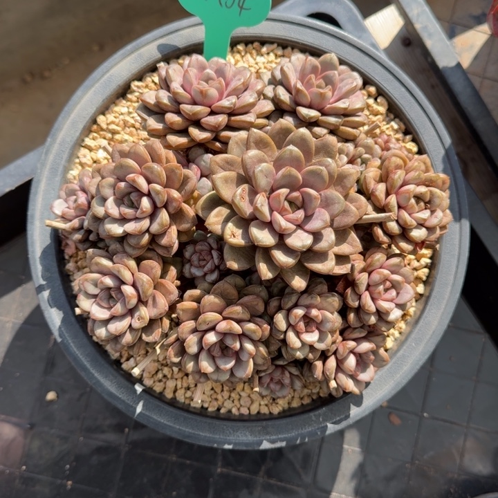 aA04葡萄多肉植物一物一拍