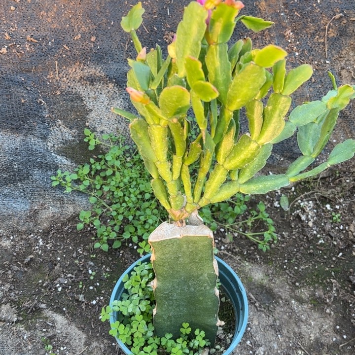 一***.66号丽斯，88888888