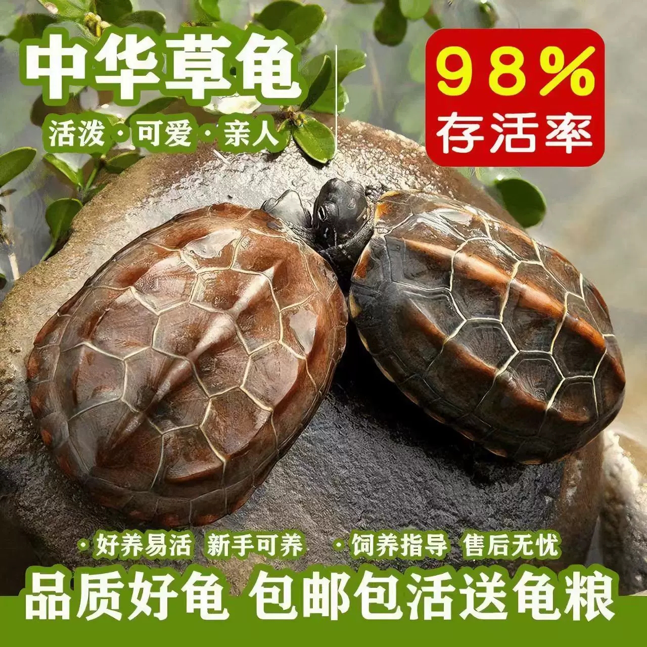 [2只6-8厘米]中华草龟外塘龟苗宠物龟金线龟好养包活送龟粮
