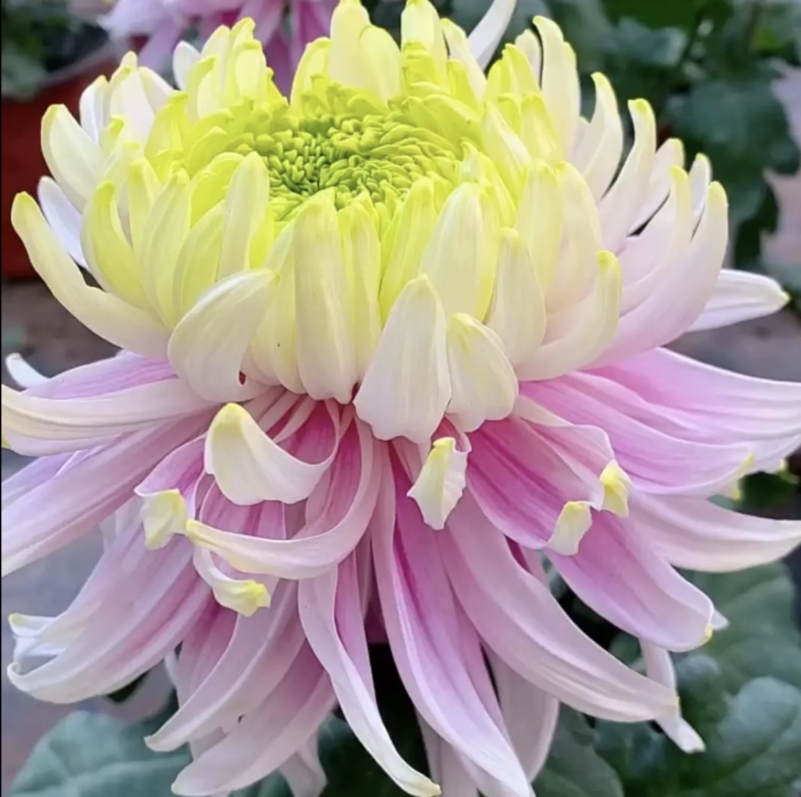 【盘龙木兰】超大花菊花盆栽大花多年生耐寒好养绿植花卉带花苞发货