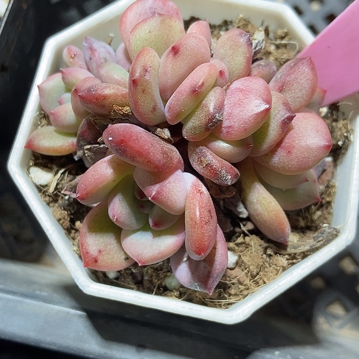 多肉植物爱丽儿朵朵936