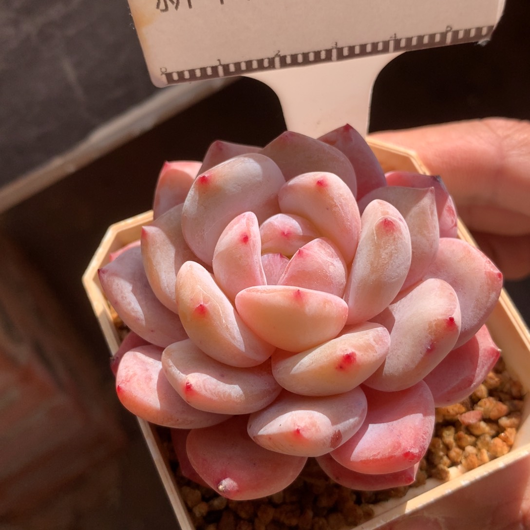 精品多肉橙子老桩58包邮