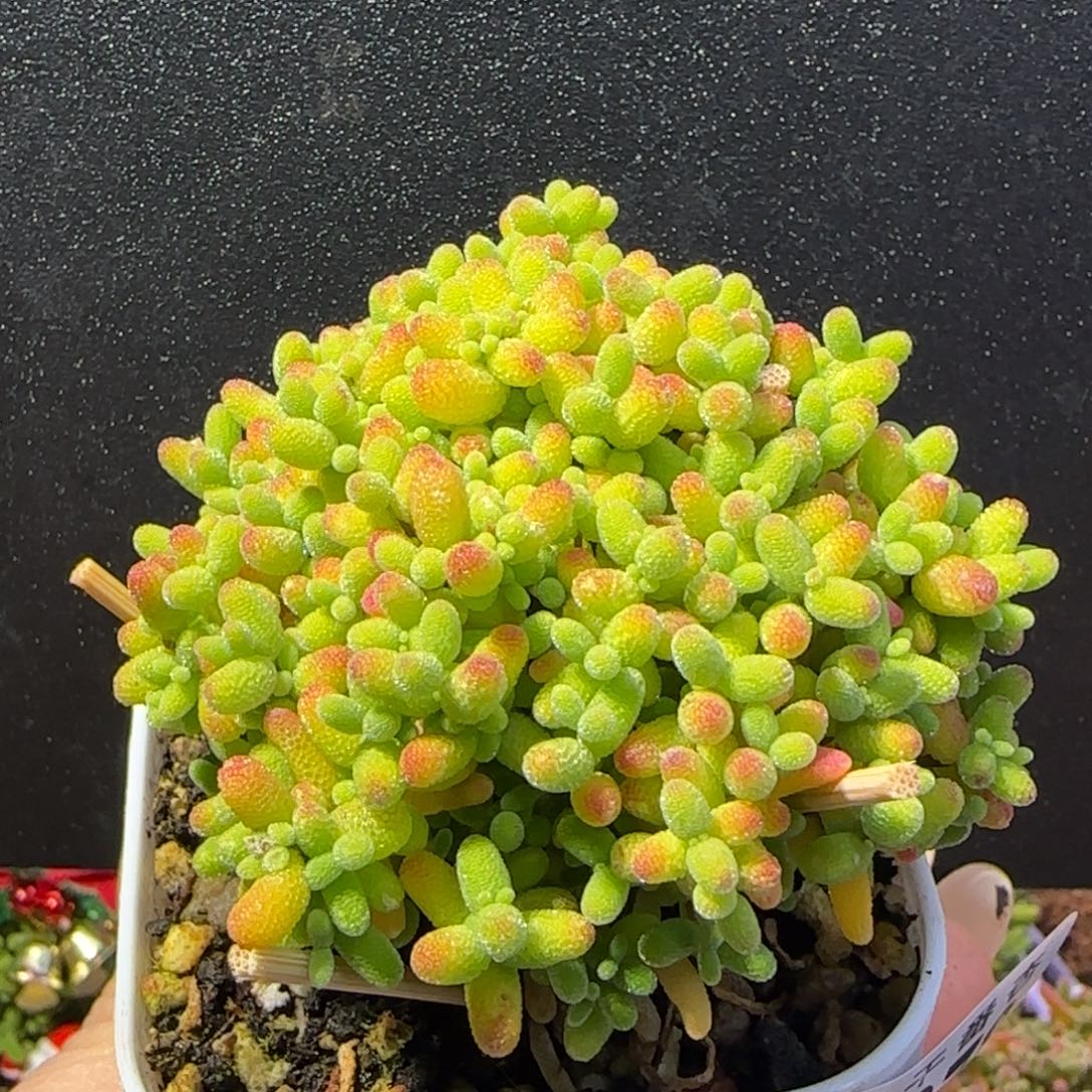 dy1078精控蜜橘直杆冠幅6.5cm