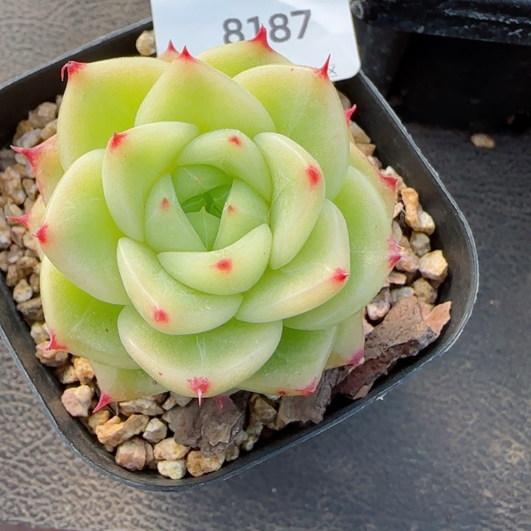 杜若珍妮，8187多肉植物
