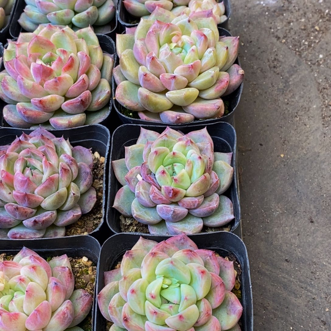 554的人都是这样吗