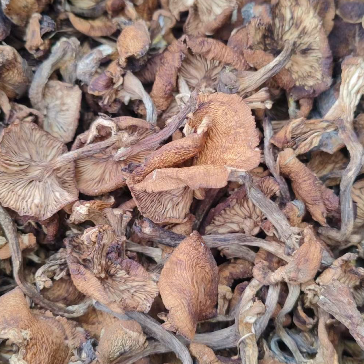 东北野生榛蘑新货自然晾晒