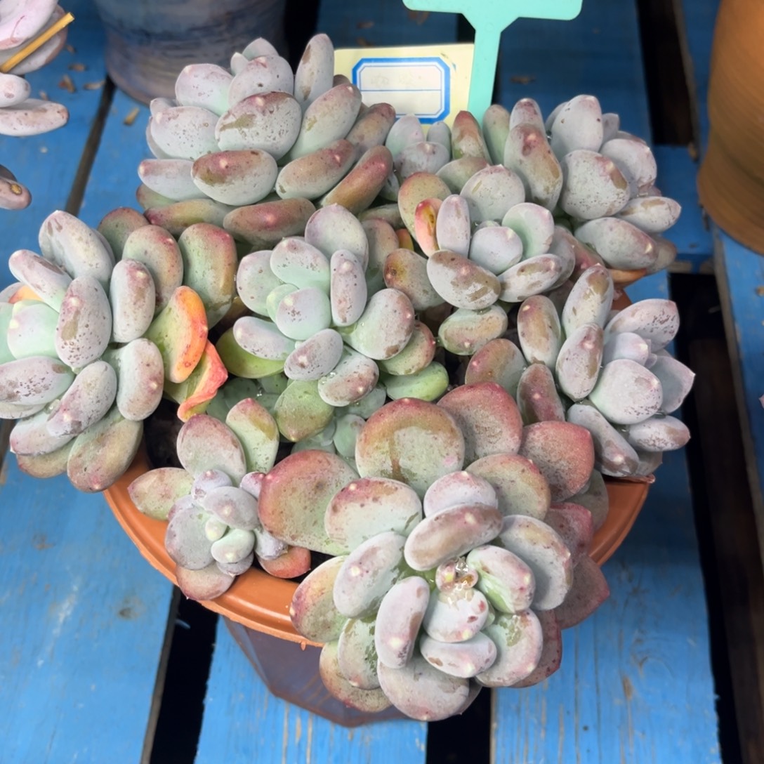 咖啡美人多肉群生