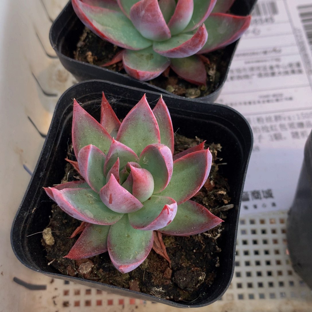 惊鸿仙子。（满9.99包邮 不满9.99发叶子）