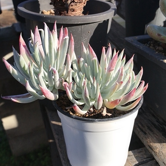 韩货奴婢吉纳仙女棒