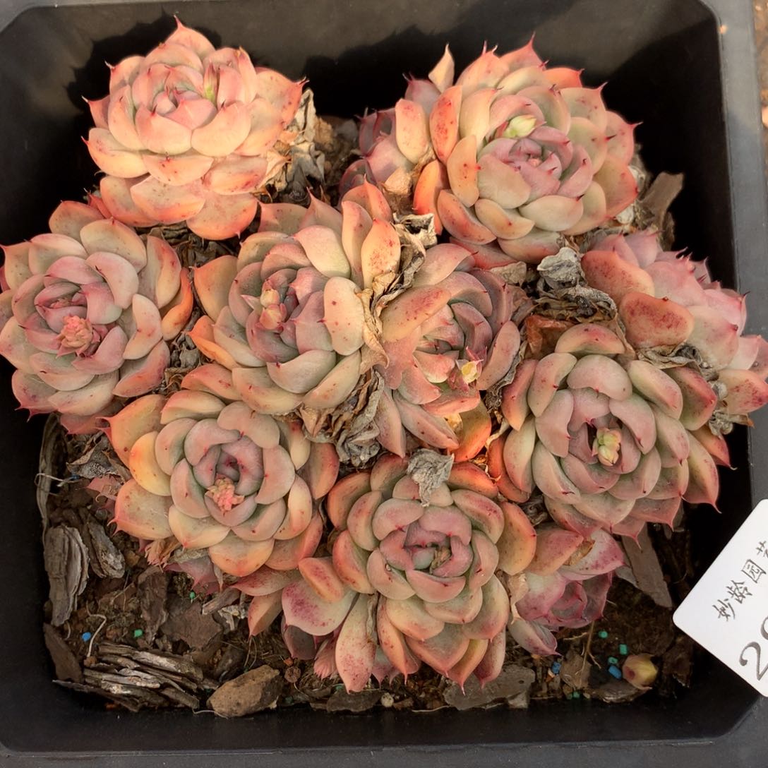 2905杂交精品基地14厘米