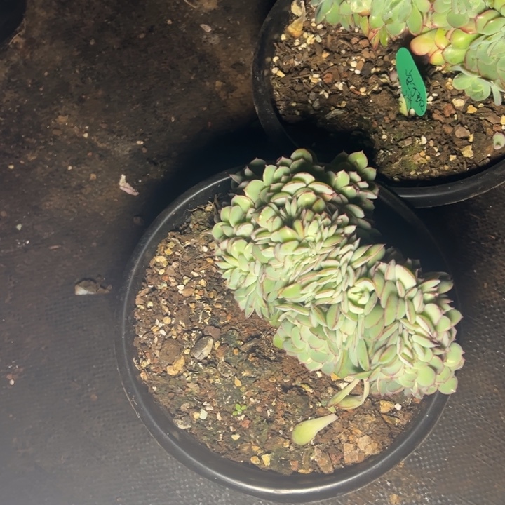 、***状云欣多肉植物牡丹亭缀
