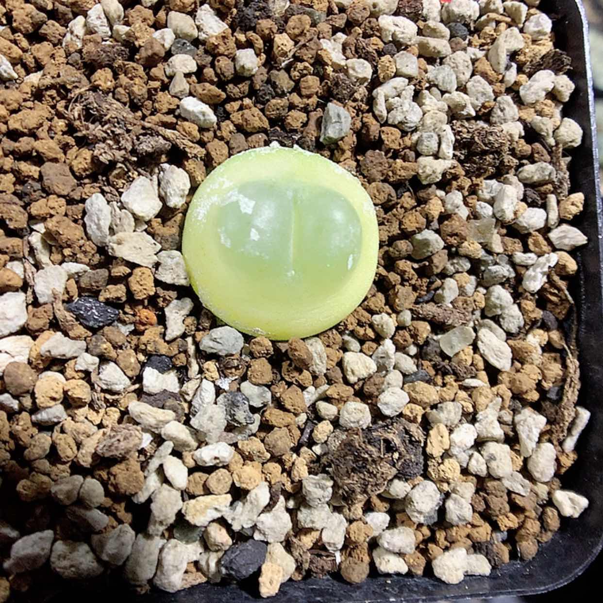 【闪购商品】2-6-47 拉登一颗特68