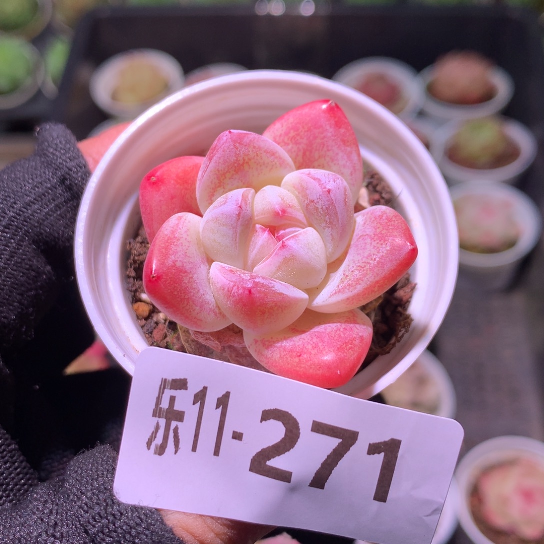 乐然11-271 冰玉 