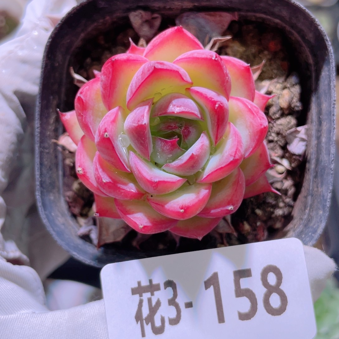 花利美 3-158粉水晶