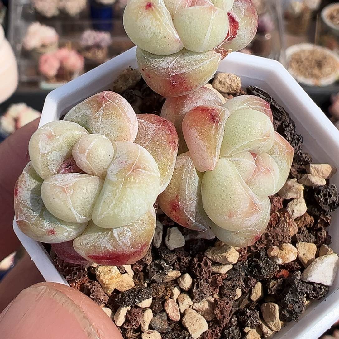 三头胖子珍妮心老桩，1367