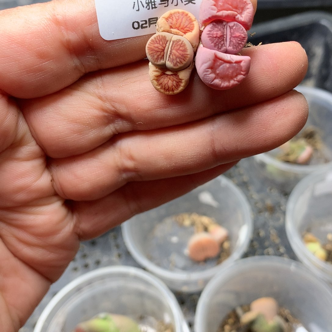 W895多肉植物保护