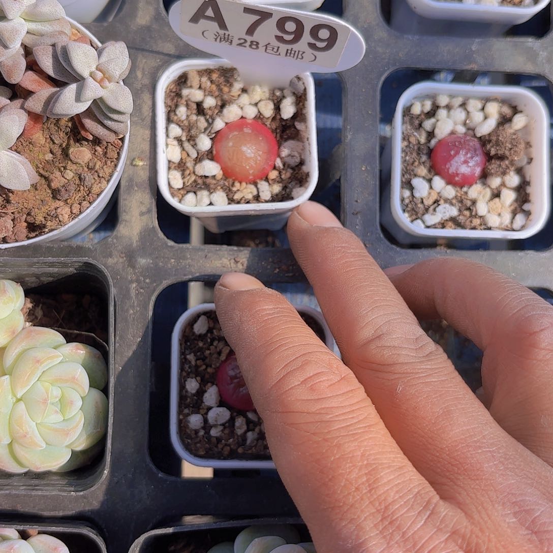 A799灯泡一物一拍