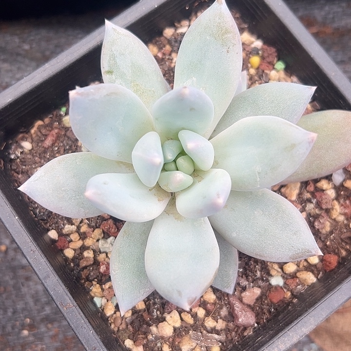 伊丽莎白大单头美人