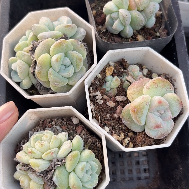 124 号到手1框一物一拍