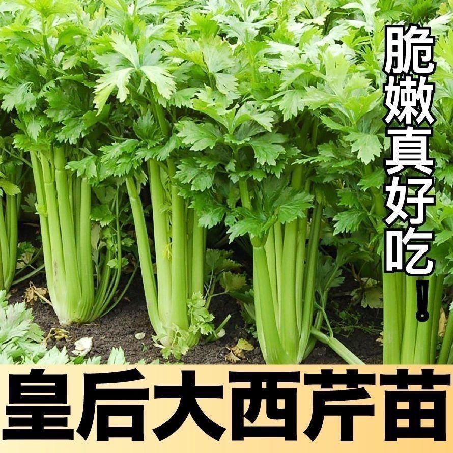 法国皇后西芹苗四季可种耐寒西芹苗蔬菜幼苗盆栽地栽蔬菜带土秧苗