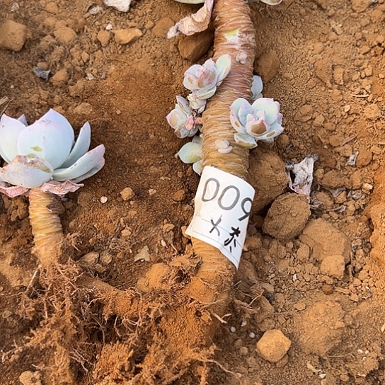 乄***夵云南发货白凤老桩0093号