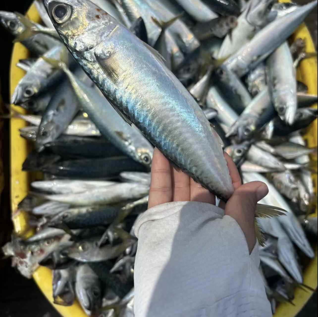 福建泉州野生青花鱼花仙鱼新鲜冷冻青条鱼青占鱼整条海鲜水产海鱼