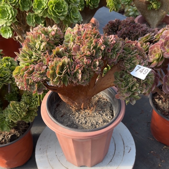 多肉植物玫瑰缀749